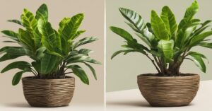 Kwiat zamiokulkas ż&oacute;łknie: jak uratować zamiokulkasa i obciąć ż&oacute;łte liście