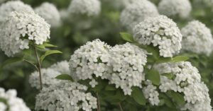 Kiedy przycinać tawułę białą