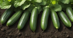 Kiedy siać og&oacute;rki do gruntu? Cenne wskaz&oacute;wki na udaną uprawę!