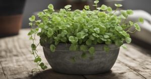 Dichondra ile sadzonek do doniczki - dekoracyjne liście na balkon i taras