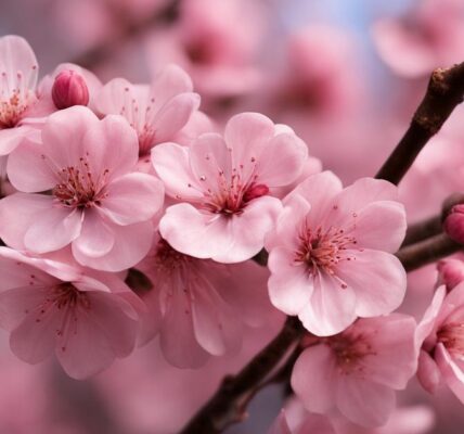 Drzewa kwitnące wiosną na różowo: Judaszowiec i inne drzewa ozdobne