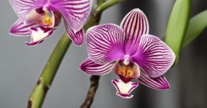 Jak rozmnożyć storczyka w domu: rozmnażanie storczyk&oacute;w przez keiki i inne metody