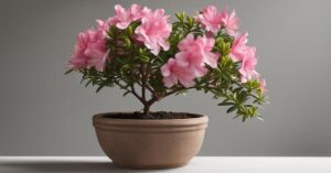 Azalia doniczkowa &ndash; pielęgnacja, uprawa i czy nadaje się do ogrodu?