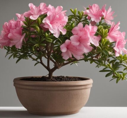 Azalia doniczkowa – pielęgnacja, uprawa i czy nadaje się do ogrodu?