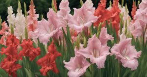 Mieczyki sadzenie w ogrodzie &ndash; profesjonalny poradnik uprawy i zimowania