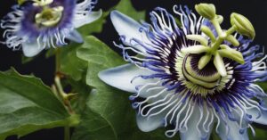 Męczennica błękitna: Uprawa pnącza passiflory caerulea w donicy w domu i ogrodzie