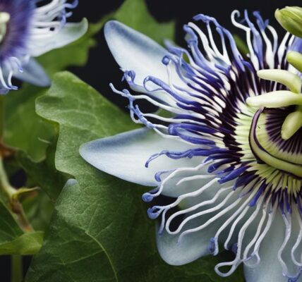 Męczennica błękitna: Uprawa pnącza passiflory caerulea w donicy w domu i ogrodzie