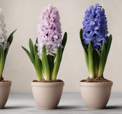 Hiacynt w doniczce - uprawa i pielęgnacja w warunkach domowych i ogrodzie