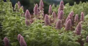 Majeranek uprawa: Jak uprawiać, sadzić i suszyć w ogrodzie i doniczce