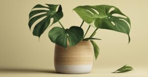 Monstera ż&oacute;łte liście - najczęstsze błędy w uprawie i spos&oacute;b ich naprawy