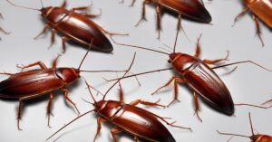 Jak rozpoznać karalucha: sprawdź, czy masz prusaki i karaluchy w domu