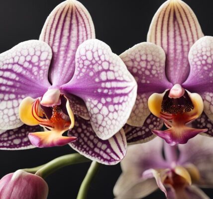 Choroby storczyków – jak zwalczać szkodniki i żółknące liście