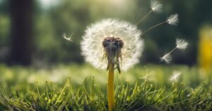 Gnoj&oacute;wka z mniszka &ndash; naturalny naw&oacute;z dla porzeczki: potas, fosfor, azot i żelazo