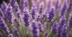 Kiedy kwitnie lawenda? Sprawdź terminy i wskaz&oacute;wki dla obfitej uprawy w ogrodzie