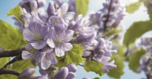 Paulownia po ilu latach kwitnie? Dowiedz się o cesarskim drzewku szczęścia