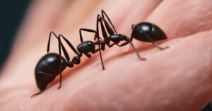 Jak pozbyć się mr&oacute;wek: skuteczne sposoby na mr&oacute;wki w domu i ogrodzie