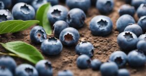 Kiedy nawozić borówki: nawóz dla borówki amerykańskiej wiosną