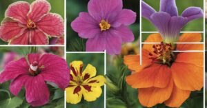 Najdłużej kwitnące kwiaty jednoroczne: piękno do ogrodu i na balkon