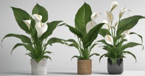 Dlaczego skrzydłokwiat nie kwitnie - problemy z rośliną w doniczce i ich rozwiązania