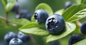 Przenawożenie borówki amerykańskiej - objawy oraz skutki w nadmiarze nawozów