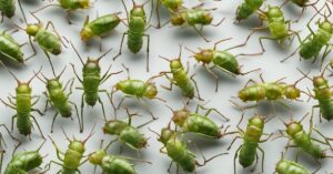 Oprysk z sody na mszyce: skuteczny i ekologiczny preparat do ogrodu