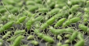 Co na mszyce: Skuteczne, naturalne i ekologiczne domowe sposoby ochrony roślin