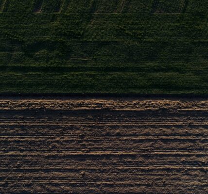 Wybierz glebogryzarkę idealną dla Twojego projektu! Zobacz, na co zwrócić uwagę przed zakupem